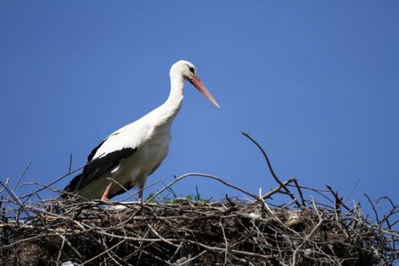 Baharın müjdecisi leylekler gelmeye başladı