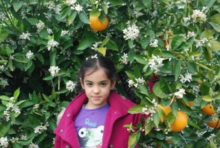 Baharla gelen portakal çiçekleri, kartpostallık görüntüler oluşturdu