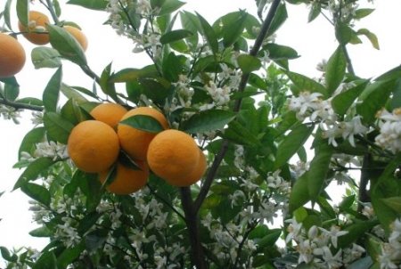 Baharla gelen portakal çiçekleri, kartpostallık görüntüler oluşturdu