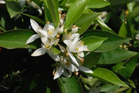 Baharla gelen portakal çiçekleri, kartpostallık görüntüler oluşturdu
