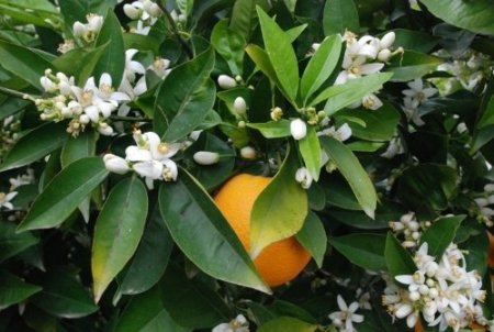 Baharla gelen portakal çiçekleri, kartpostallık görüntüler oluşturdu