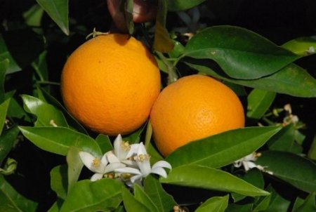 Baharla gelen portakal çiçekleri, kartpostallık görüntüler oluşturdu