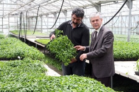 Bahçe Kültürleri, ürettiği 500 bin fideyi bölgeye satıyor