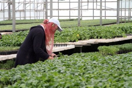 Bahçe Kültürleri, ürettiği 500 bin fideyi bölgeye satıyor