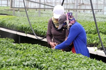 Bahçe Kültürleri, ürettiği 500 bin fideyi bölgeye satıyor