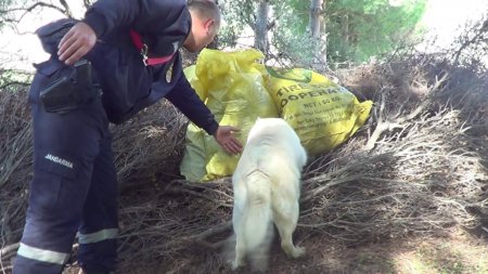 Bahçe sınırını belirleyen çalıların altında esrar bulundu