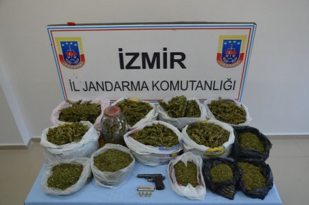 Bahçe sınırını belirleyen çalıların altında esrar bulundu