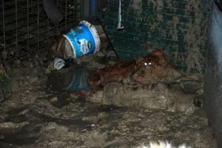 Bahçeşehir Hayvan Barınağındaki 130 Kedi Ve Köpek Selde Telef Oldu