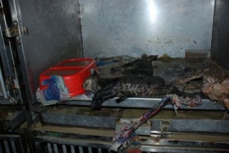 Bahçeşehir Hayvan Barınağındaki 130 Kedi Ve Köpek Selde Telef Oldu
