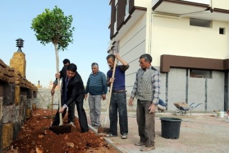 Bahçesine Ağaç Ve Çiçek Dikilmeyen Binaya Ruhsat Yok