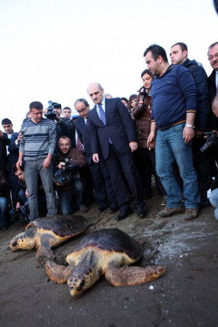 Bakan Bayraktar, tedavi edilen Carettaları denize bıraktı