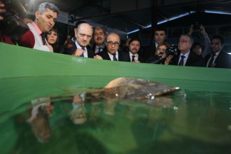 Bakan Bayraktar, tedavi edilen Carettaları denize bıraktı