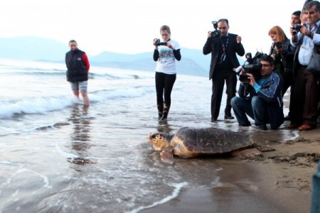 Bakan Bayraktar, tedavi edilen Carettaları denize bıraktı