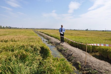 Bakan Eker, 2012 yılı çeltik müdahale fiyatını açıkladı: Tonu 1065 lira