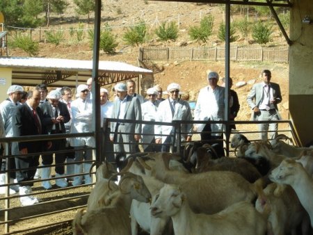 Bakan Eker, keçi çiftliğini gezdi