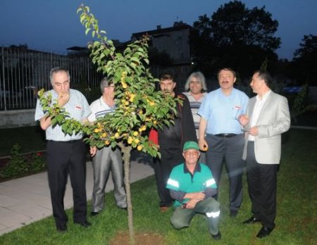 Bakan Özak Kayısı Bahçesini Gezdi