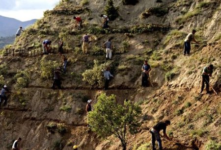 Bakanlık, 400 baraja orman kuracak
