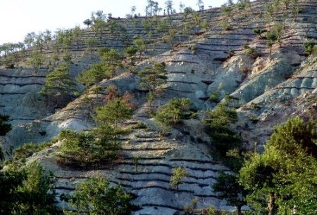Bakanlık, 400 baraja orman kuracak