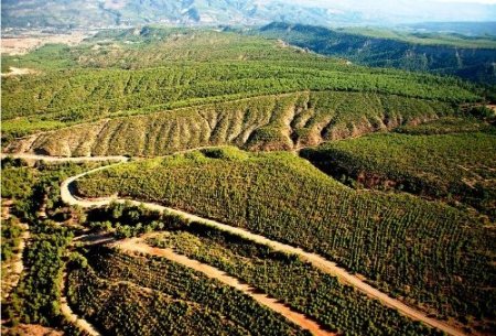 Bakanlık, 400 baraja orman kuracak