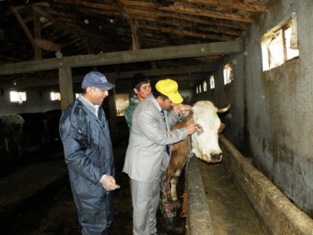 Bakanlık, Havanları Göz Damlası İle Aşılamaya Başladı