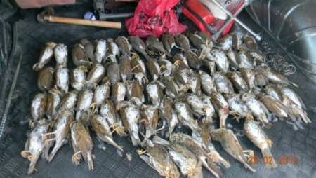 Bakanlık, kaçak avcıları twitter ve facebookta avladı