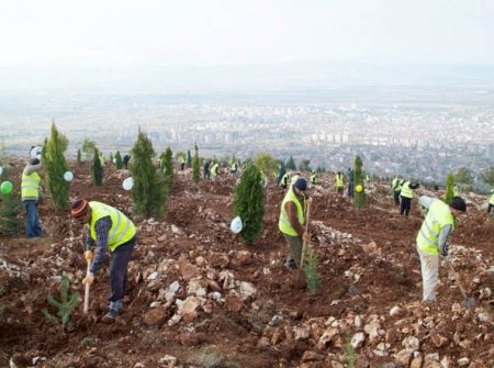 Bakanlık, kayalık zemini delerek 300 bin fidanlık orman kuruldu