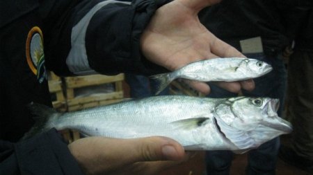 Bakanlıktan yasadışı balık avcılığına sıkı denetim