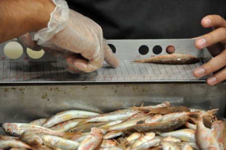 Bakanlıktan yasadışı balık avcılığına sıkı denetim