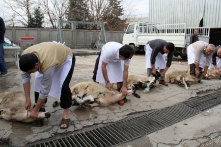 Bakansız geçen 11 yıl için 11 kurban kestiler