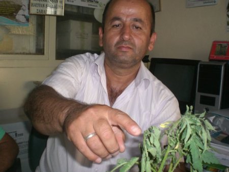 Bakretiyel solgunluk, domates üretim maliyetini artırdı