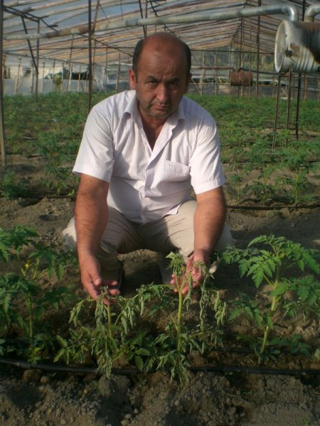 Bakretiyel solgunluk, domates üretim maliyetini artırdı