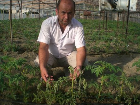 Bakretiyel solgunluk, domates üretim maliyetini artırdı
