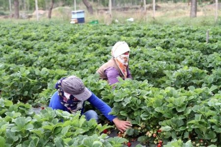 Bal arıları, biyolojik hastalıkları bitiriyor, üretimi artırıyor