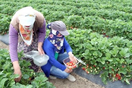 Bal arıları, biyolojik hastalıkları bitiriyor, üretimi artırıyor
