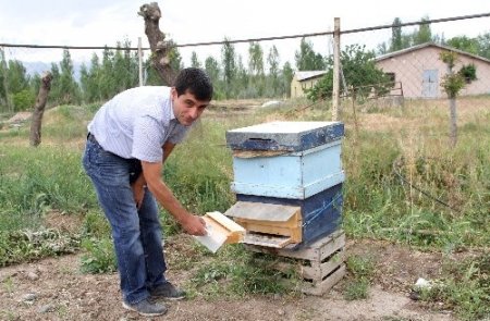 Bal arıları, biyolojik hastalıkları bitiriyor, üretimi artırıyor