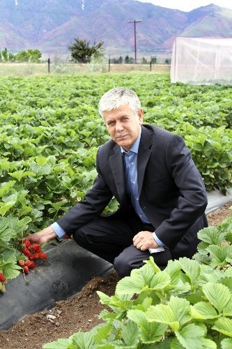 Bal arıları, biyolojik hastalıkları bitiriyor, üretimi artırıyor