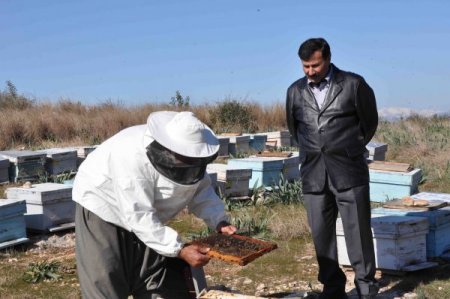 Bal Ormanı Arıcıların Yüzünü Güldürüyor