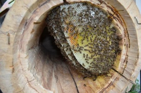 Bal ormanında inceleme yapıldı