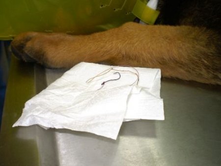 Balığı Kancasıyla Yutan Kurt Köpeği Ameliyatla Kurtarıldı