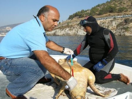 Balık Ağına Takılan Deniz Kaplumbağası Öldü