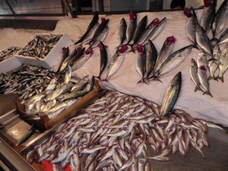 Balık fiyatları cep yakıyor