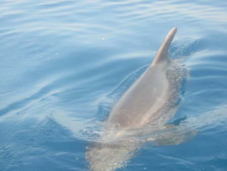 Balık tutmaya gittiler, yunuslara ziyafet verdiler