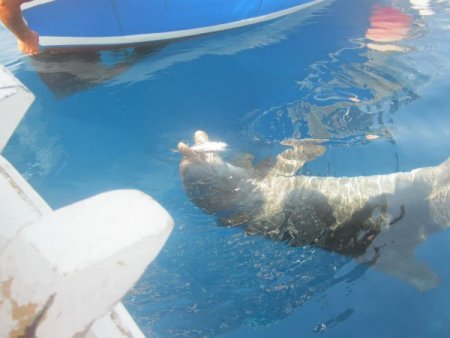 Balık tutmaya gittiler, yunuslara ziyafet verdiler