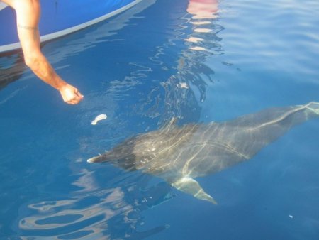 Balık tutmaya gittiler, yunuslara ziyafet verdiler