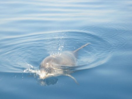 Balık tutmaya gittiler, yunuslara ziyafet verdiler