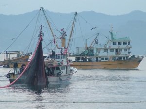 Balık Varlığını Korumak İçin Karadeniz’de Balıkçı Gemileri Azaltılıyor