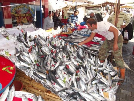 Balıkçı tezgahlarında palamut bolluğu