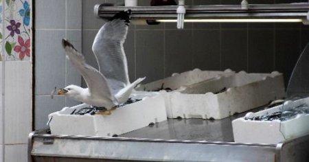 Balıkçılar, Yavrusu İçin Tezgahtan Hamsi Aşıran Martıya Göz Yumuyor