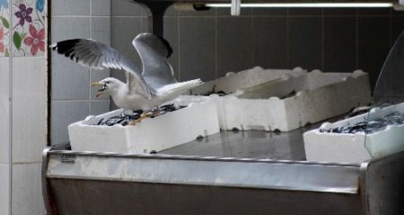 Balıkçılar, Yavrusu İçin Tezgahtan Hamsi Aşıran Martıya Göz Yumuyor
