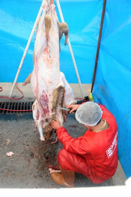 Balıkesir Belediyesi küçükbaş kurbanlıkları ücretsiz kesecek